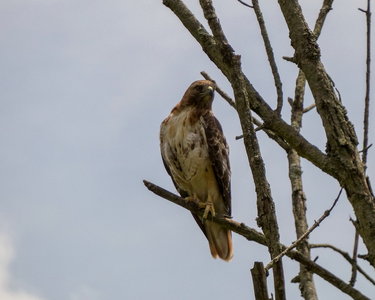 Red-tailed Hawk - ML621179470