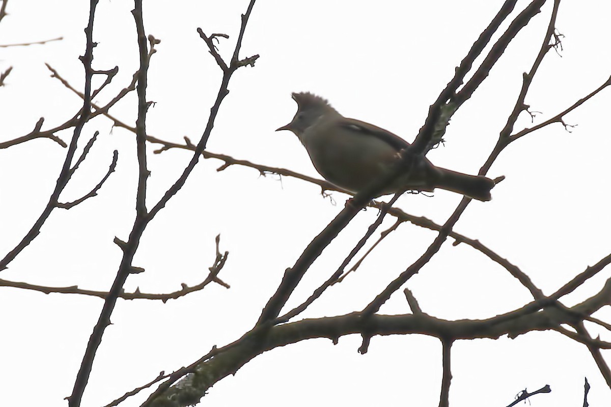 Stripe-throated Yuhina - ML62117951