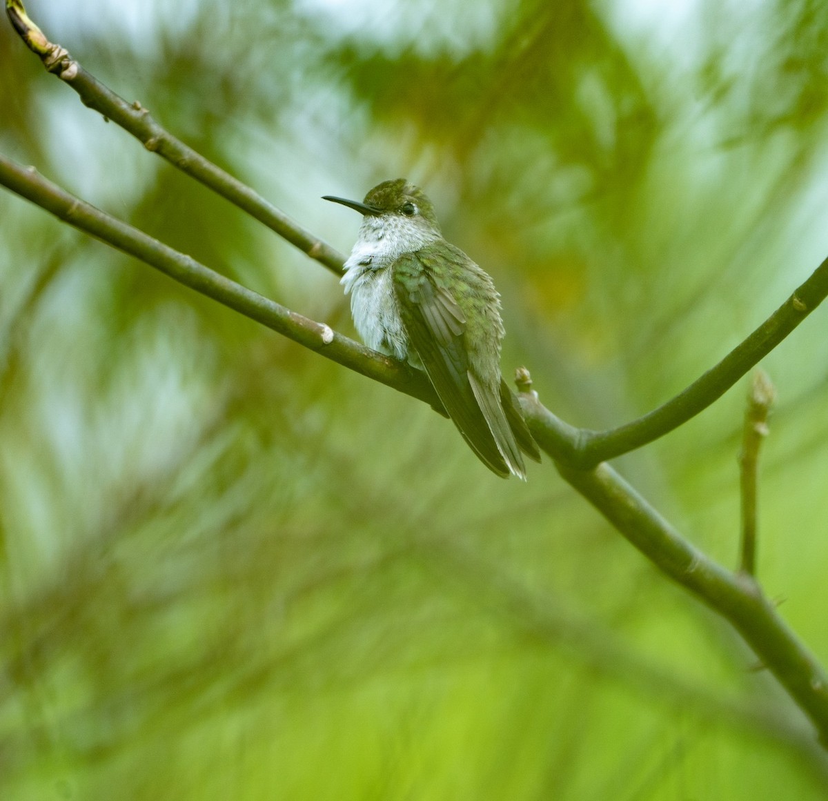 Colibri à queue verte - ML621179533