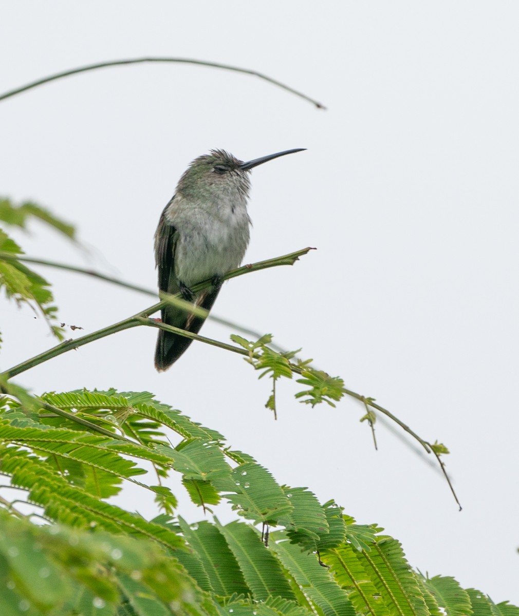 Olive-spotted Hummingbird - ML621179534