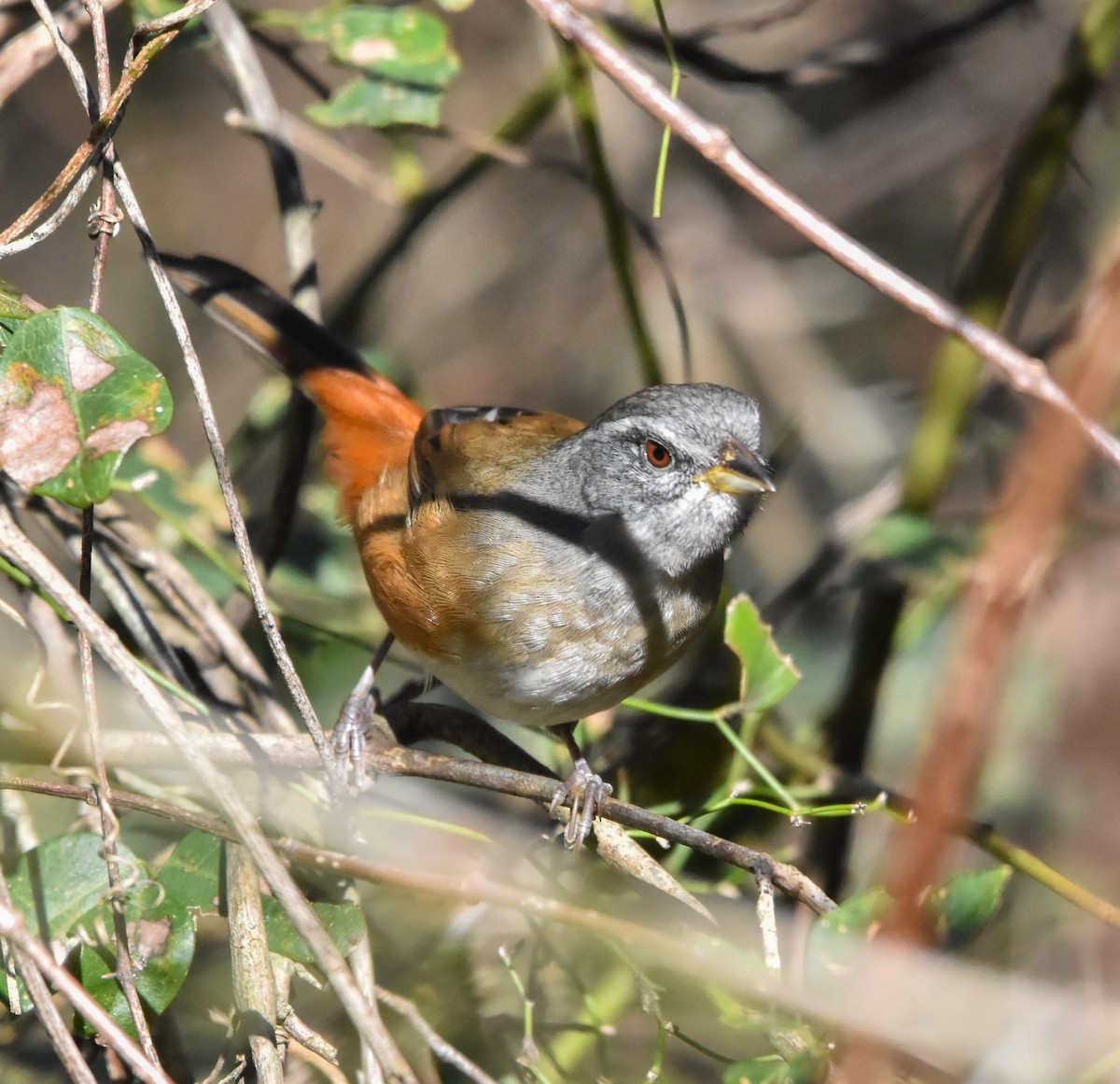 Gray-throated Warbling Finch - ML621179535