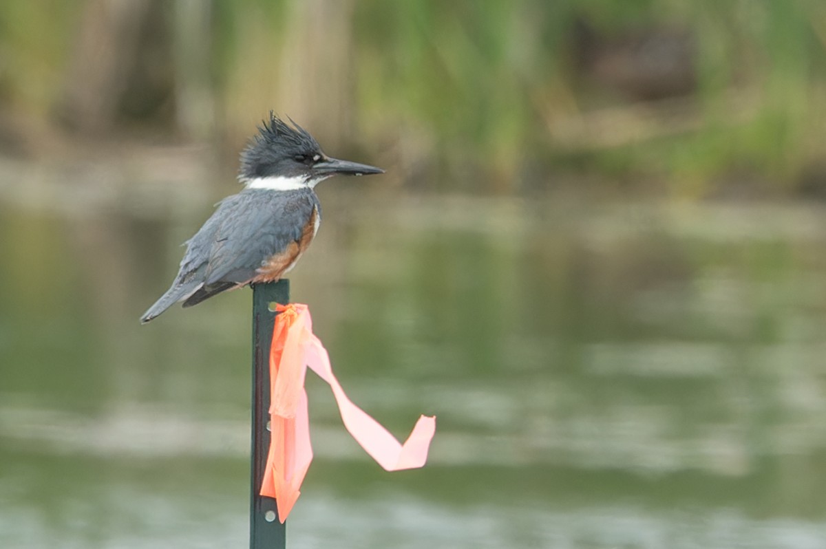 Belted Kingfisher - ML621179569