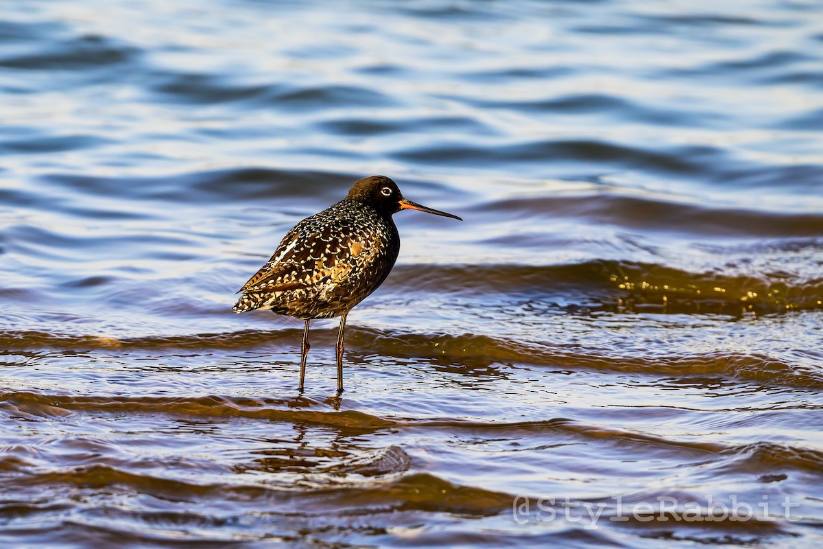 Spotted Redshank - ML621179580