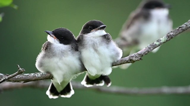 Eastern Kingbird - ML621179597