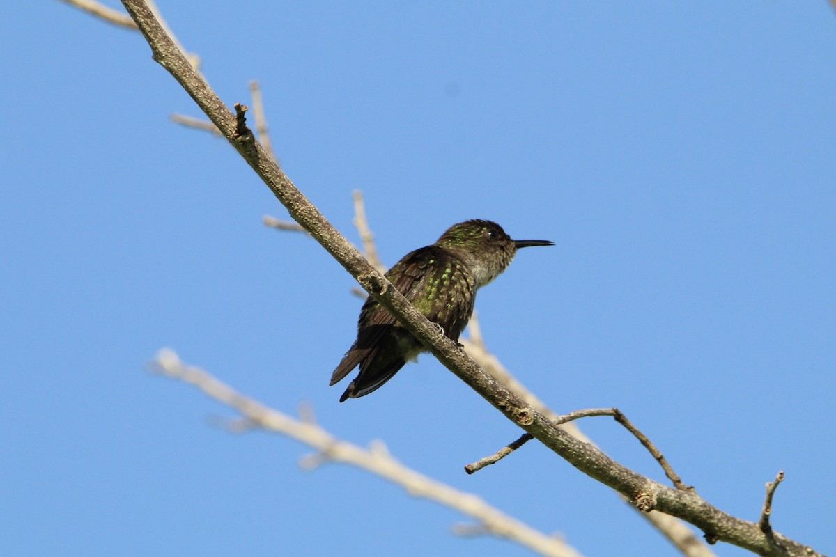 Vervain Hummingbird - ML621179600