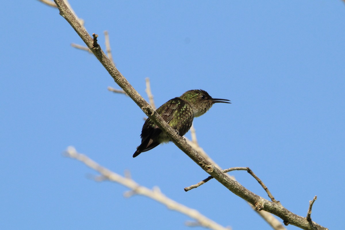 Vervain Hummingbird - ML621179601