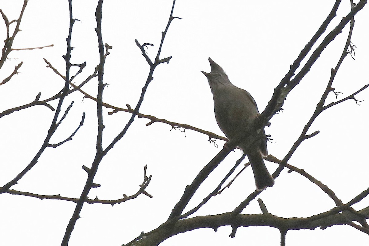 Stripe-throated Yuhina - ML62117961