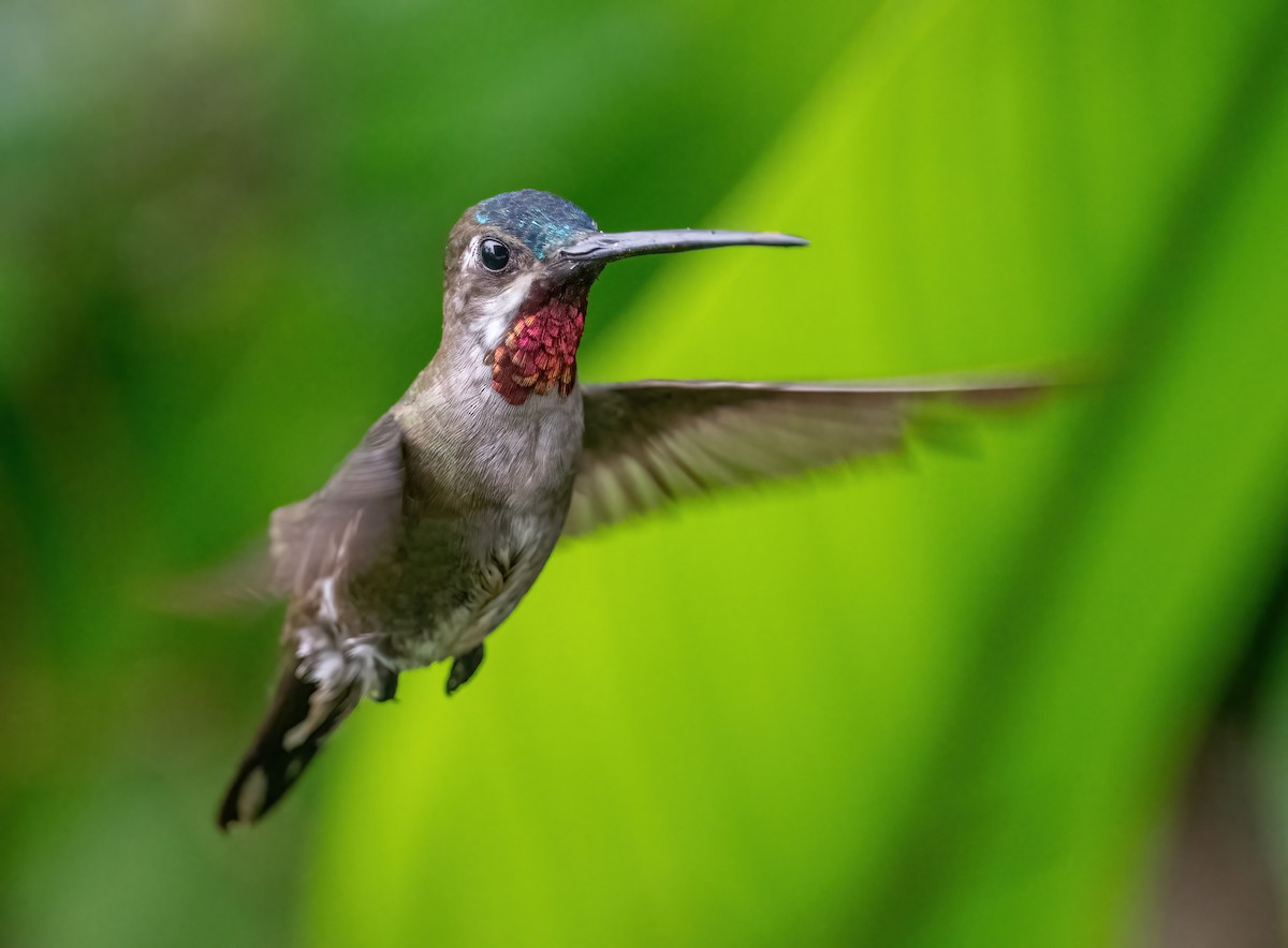 kolibřík hvězdohrdlý - ML621179699