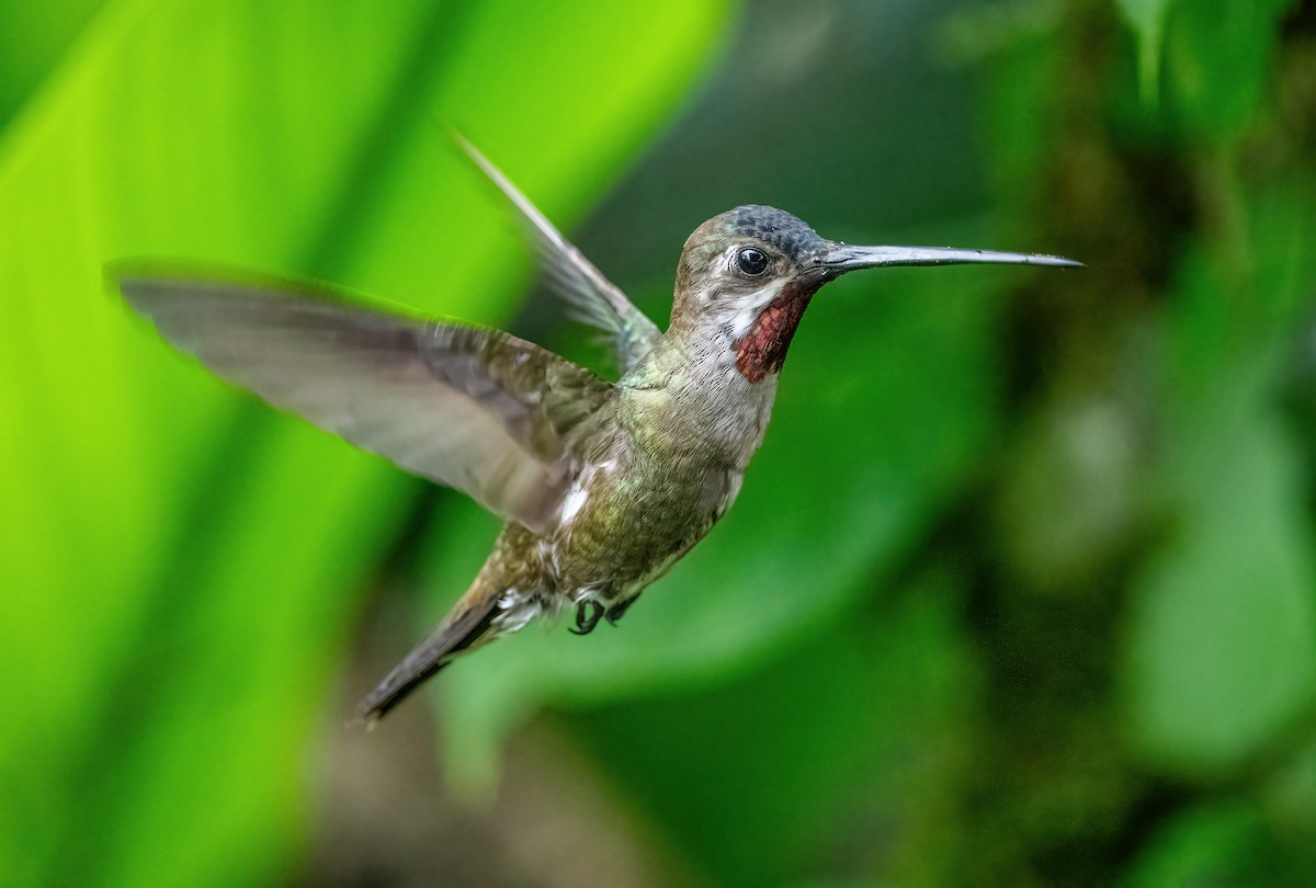 kolibřík hvězdohrdlý - ML621179700