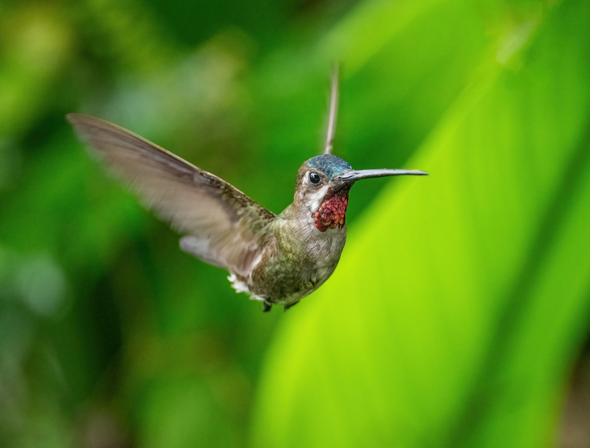 kolibřík hvězdohrdlý - ML621179701