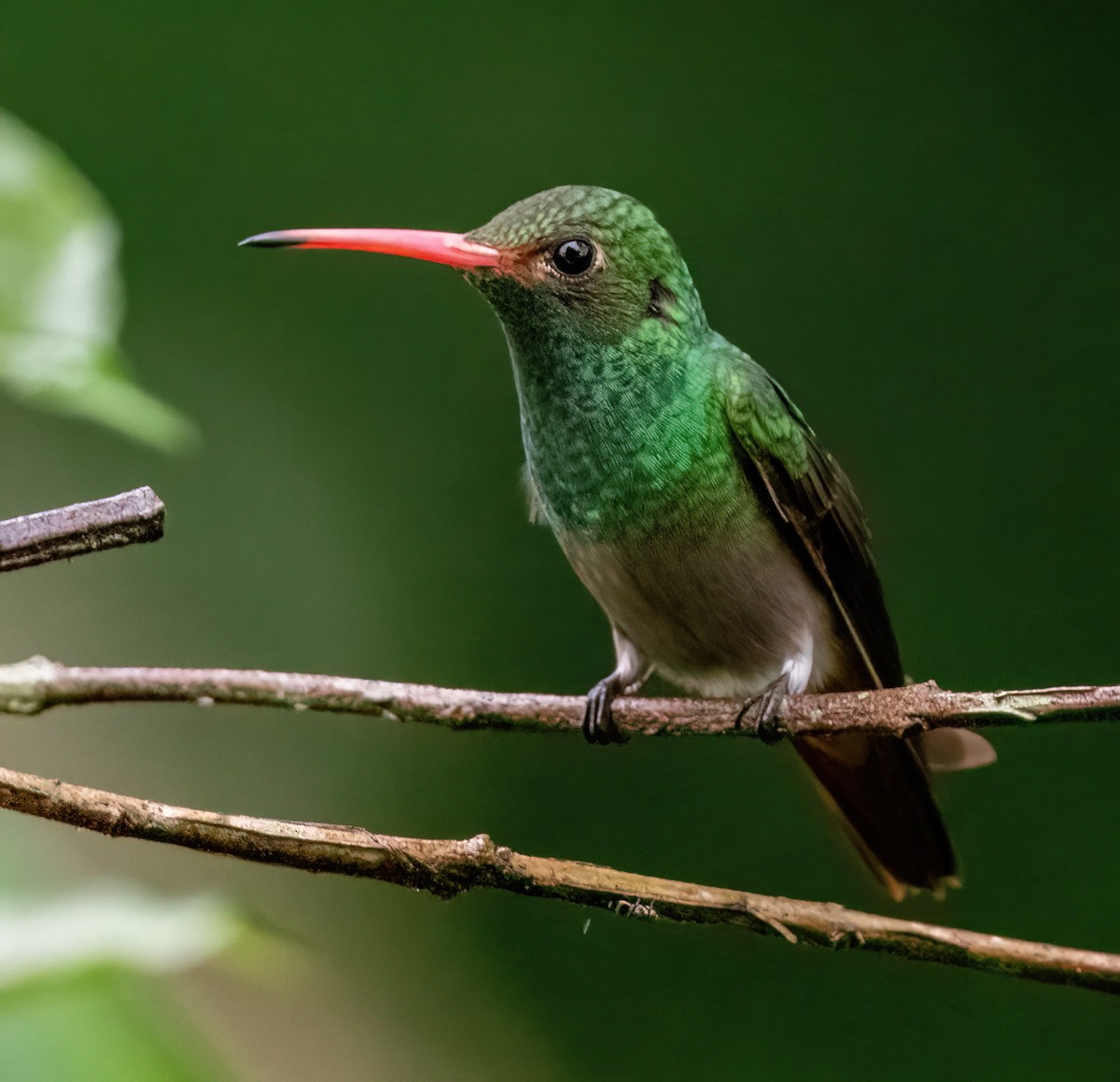 Rufous-tailed Hummingbird (Rufous-tailed) - ML621179703