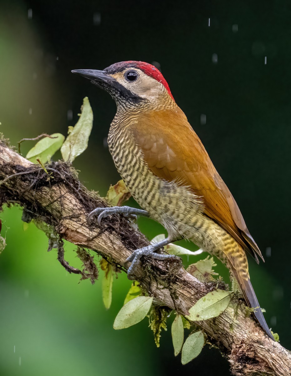 Golden-olive Woodpecker (rubripileus) - ML621179708