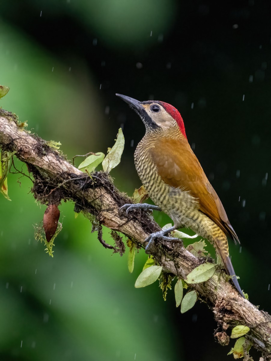 Golden-olive Woodpecker (rubripileus) - ML621179709