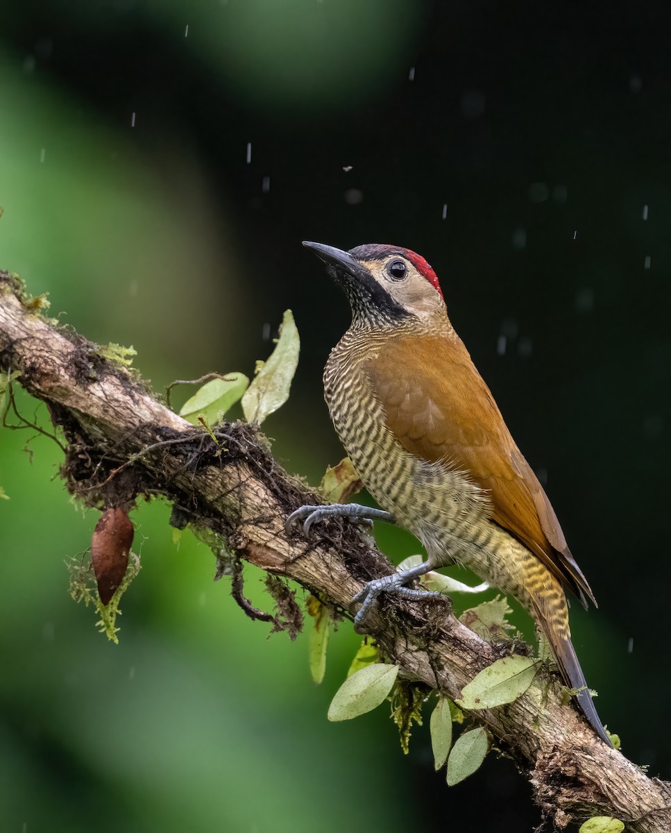 Golden-olive Woodpecker (rubripileus) - ML621179710