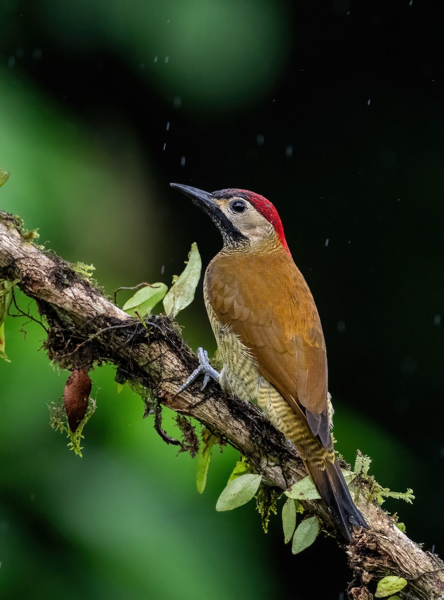 Golden-olive Woodpecker (rubripileus) - ML621179713