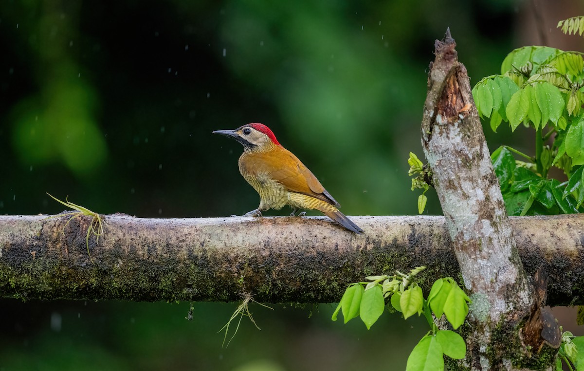 Golden-olive Woodpecker (rubripileus) - ML621179717