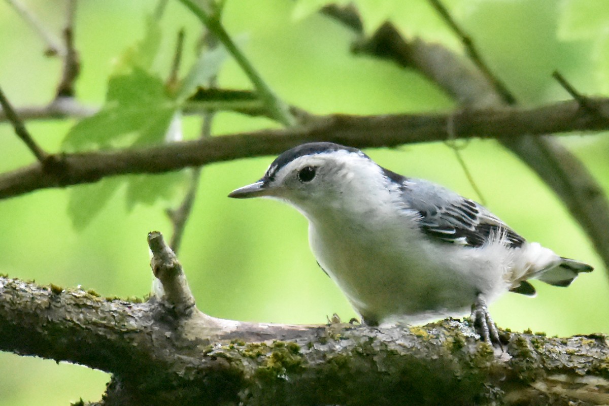 White-breasted Nuthatch - ML621179722