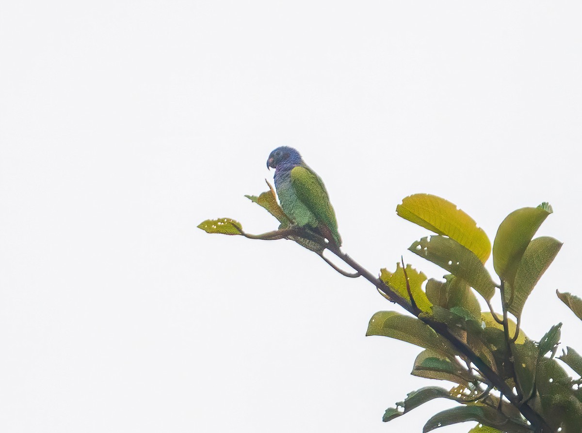 Mavi Başlı Papağan (menstruus/rubrigularis) - ML621179724
