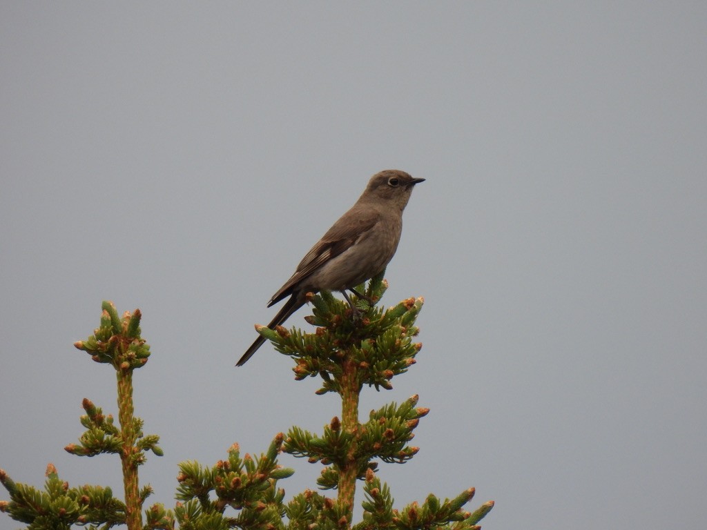 Townsend's Solitaire - ML621179739