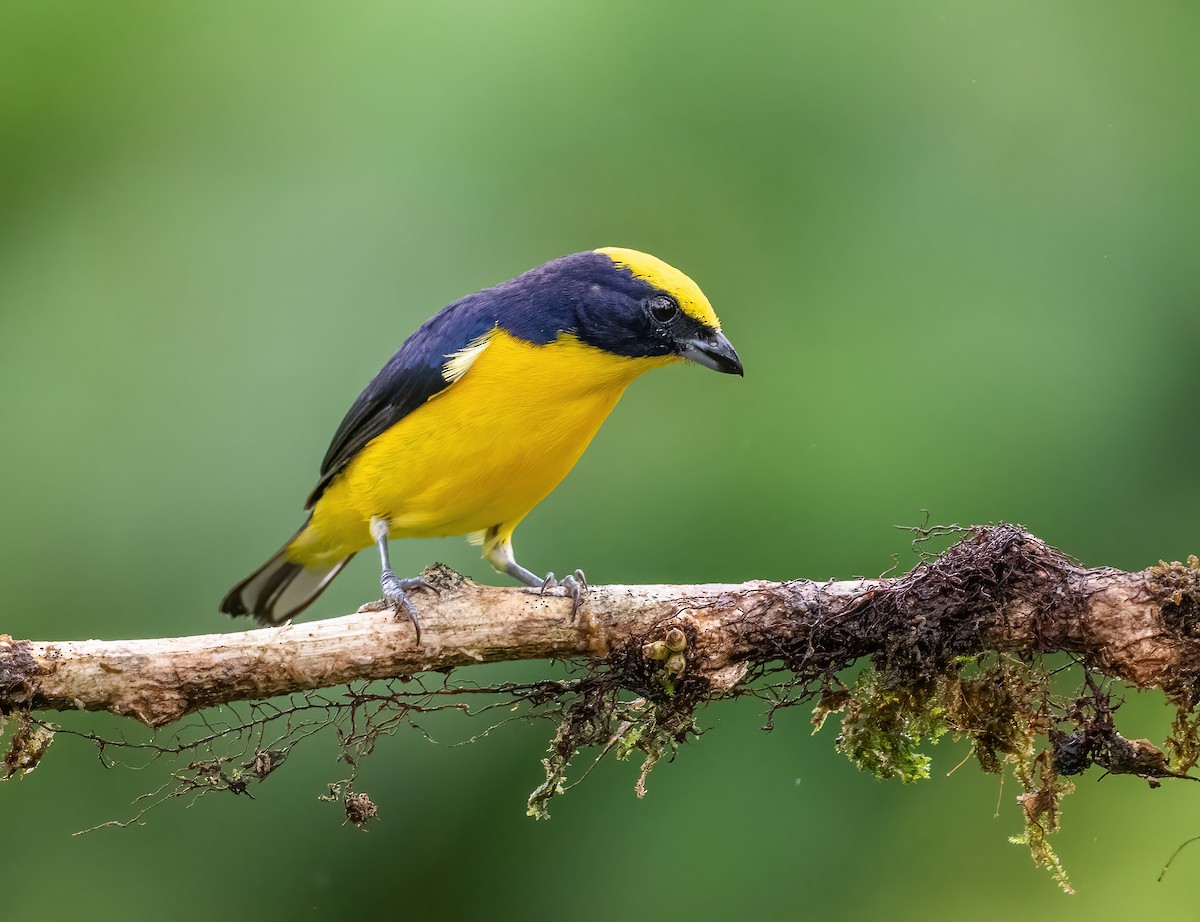 Thick-billed Euphonia (Thick-billed) - ML621179742