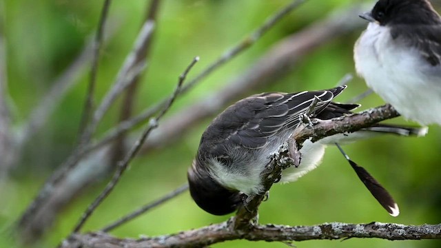 Eastern Kingbird - ML621179743