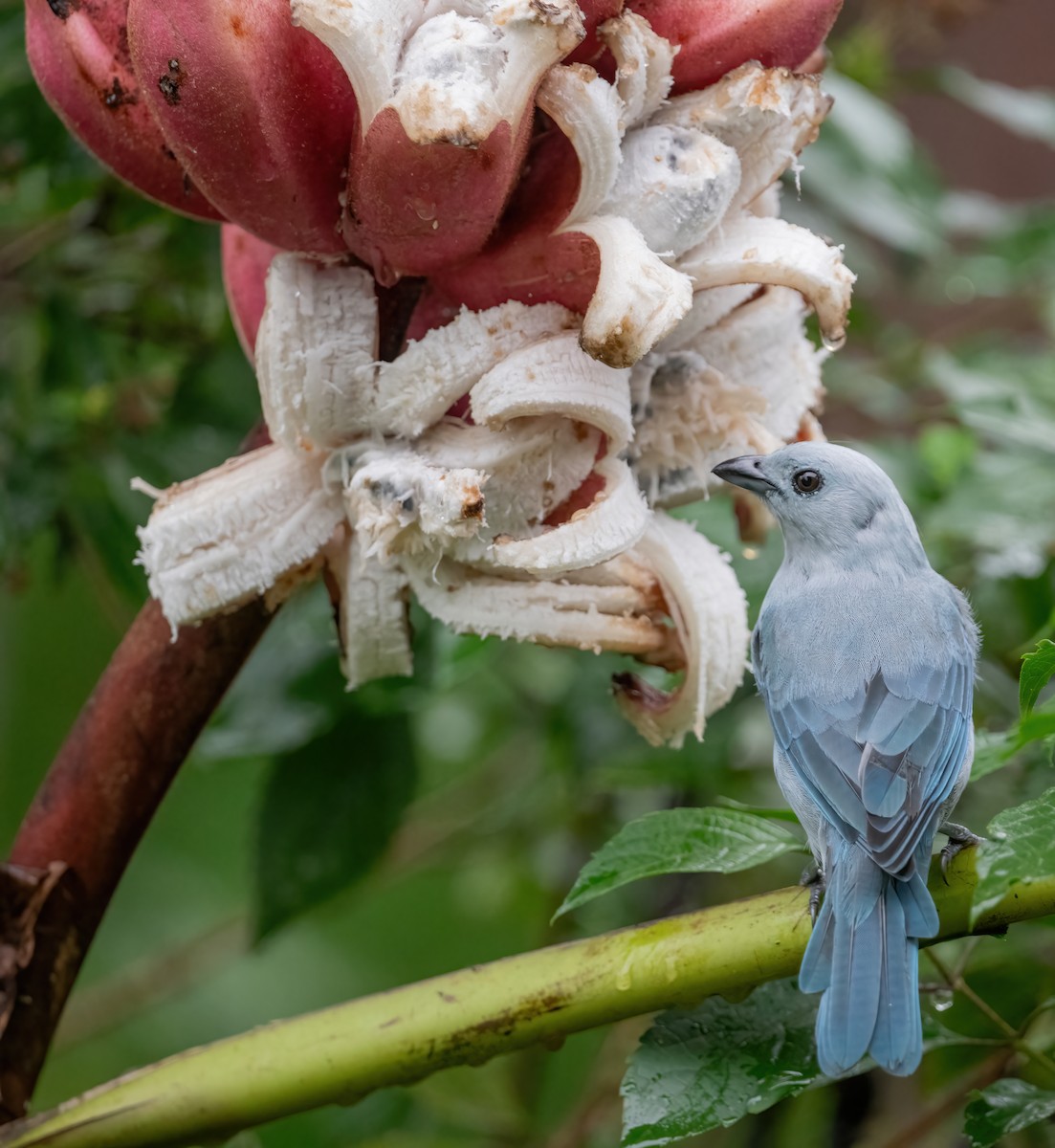 Blue-gray Tanager (Blue-gray) - ML621179762