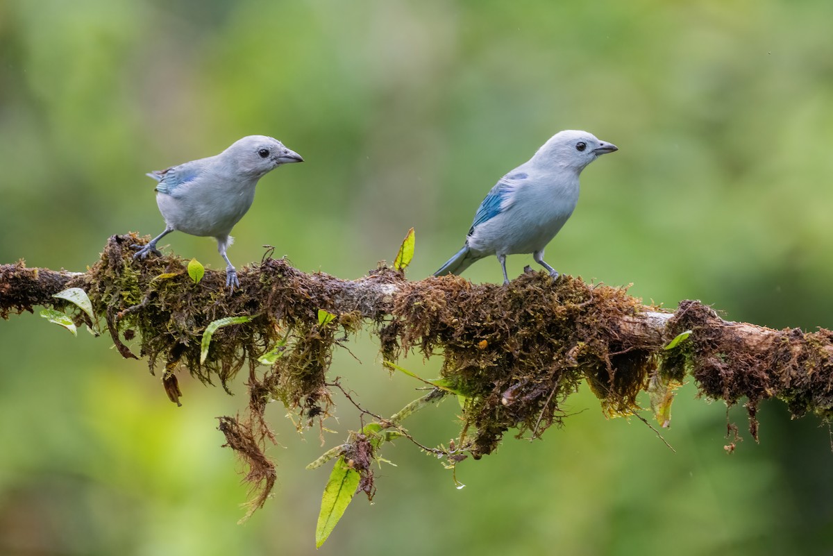 Blue-gray Tanager (Blue-gray) - ML621179763