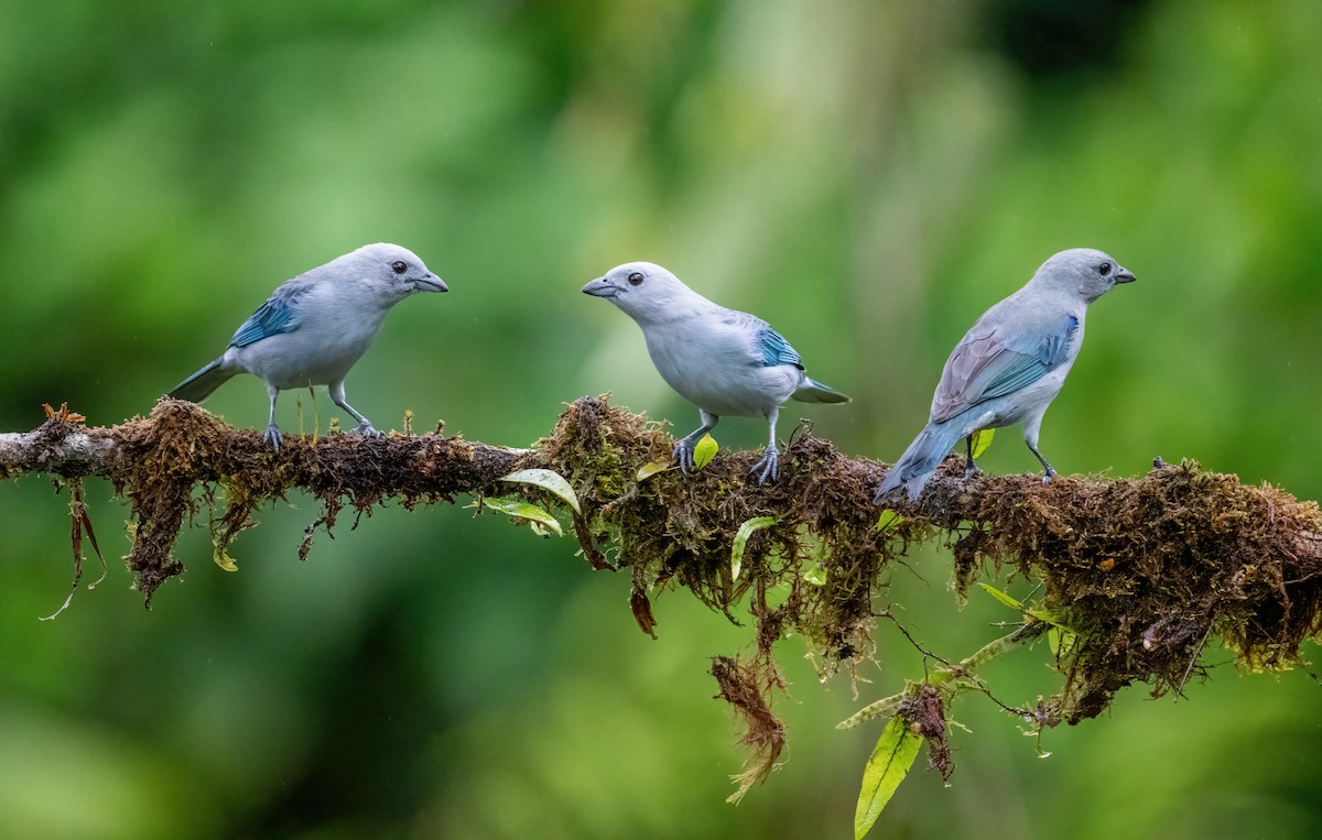 Blue-gray Tanager (Blue-gray) - ML621179764