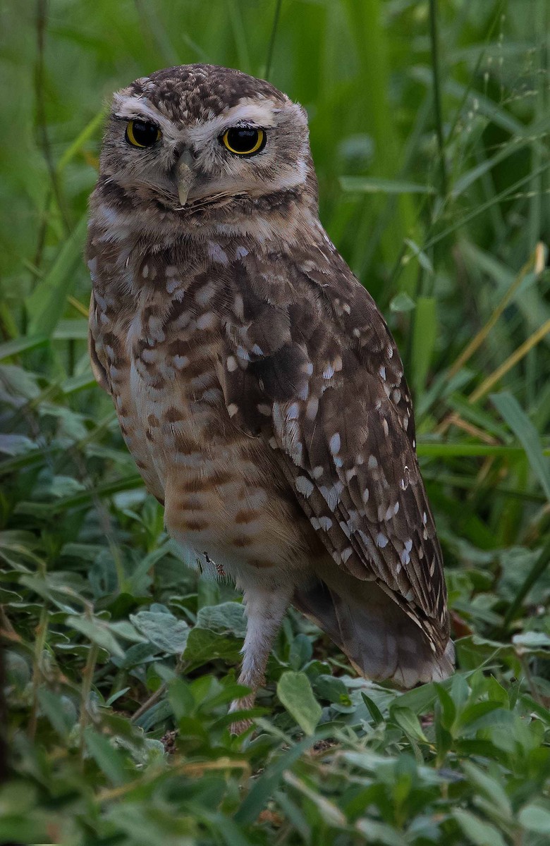Burrowing Owl - ML621179767