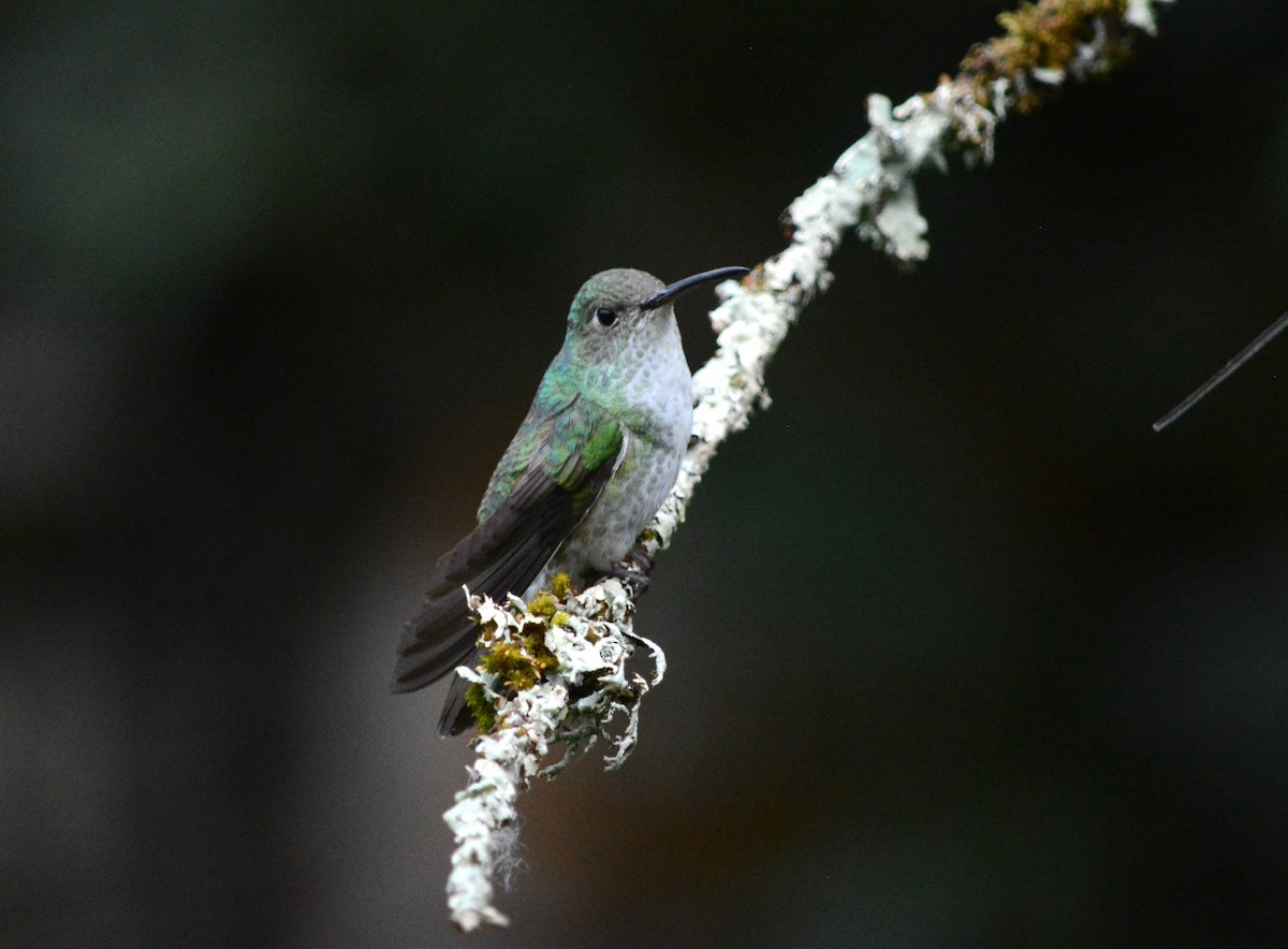 kolibřík zelenobílý - ML621179769