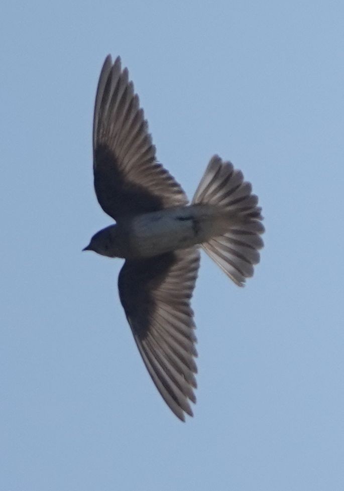 Northern Rough-winged Swallow - ML621179803