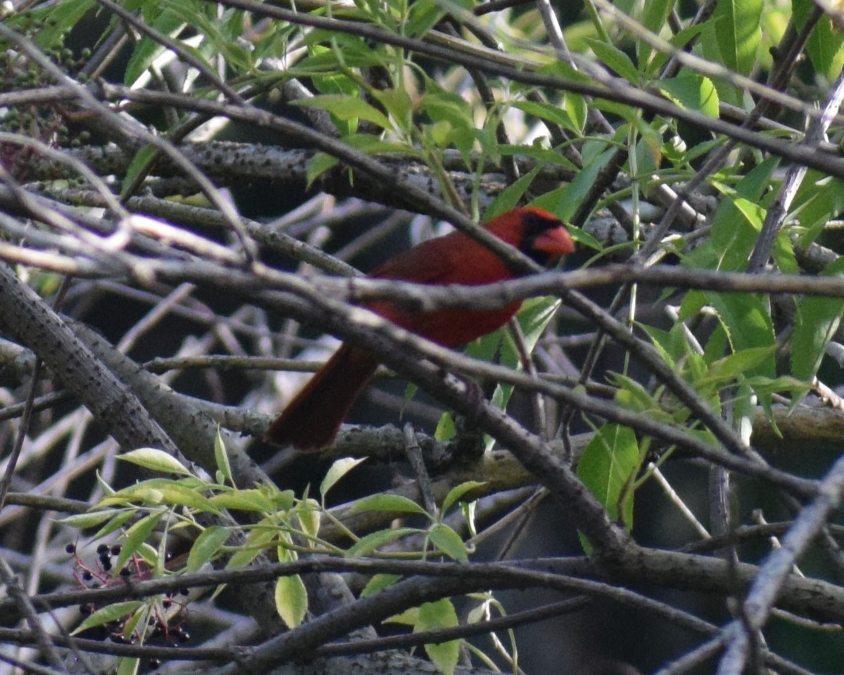Cardinal rouge (groupe cardinalis) - ML621179812