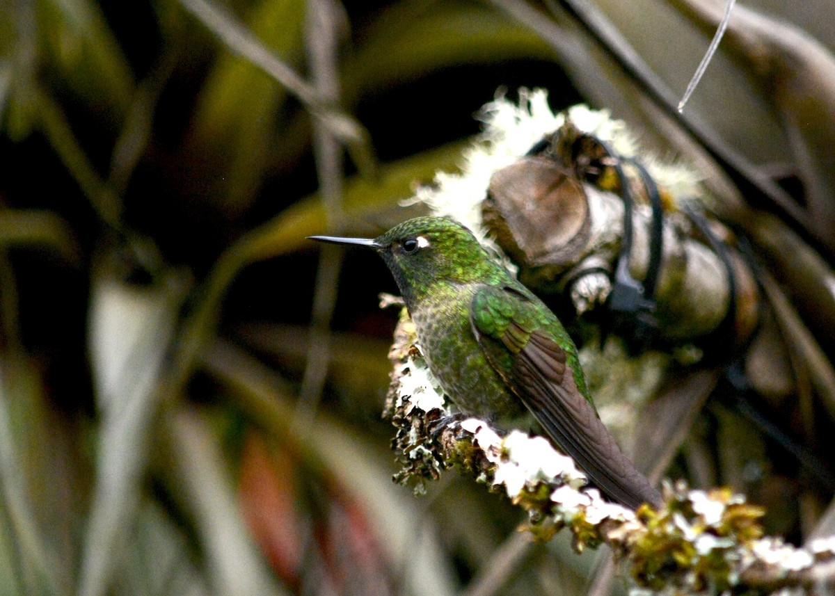 kolibřík dřišťálový - ML621179813