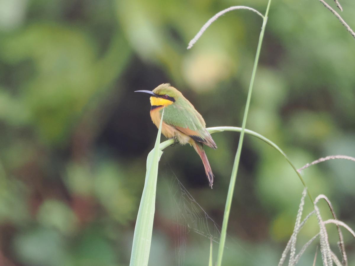 Little Bee-eater - ML621179819