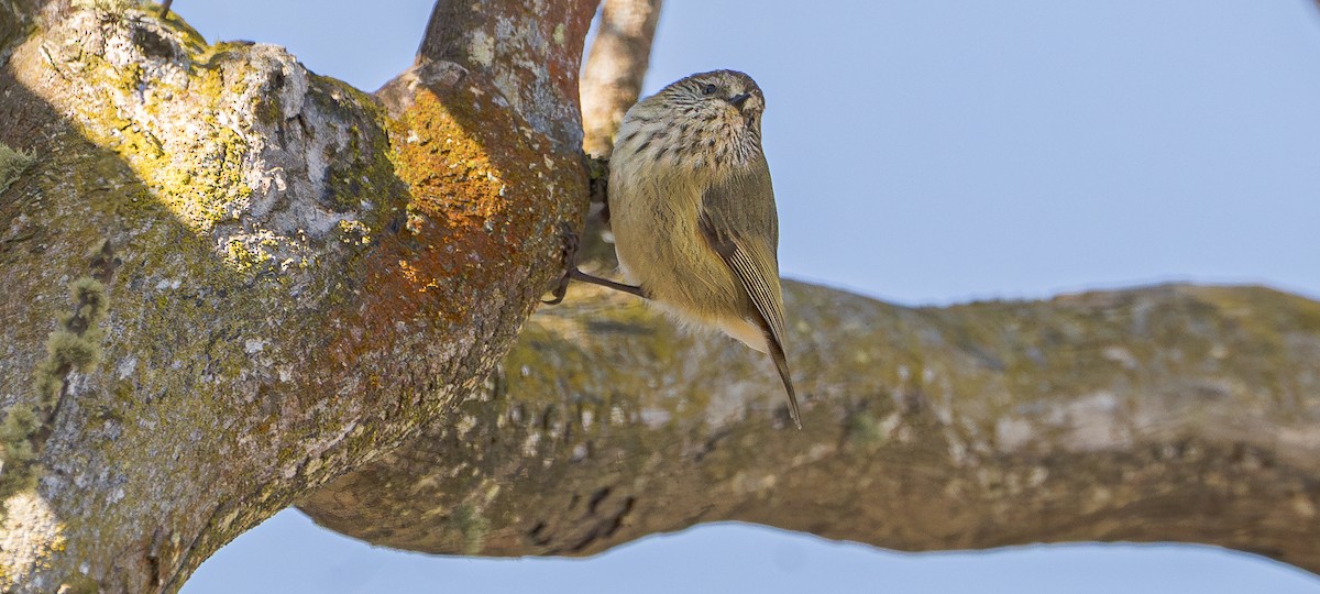 Striated Thornbill - Ben Milbourne