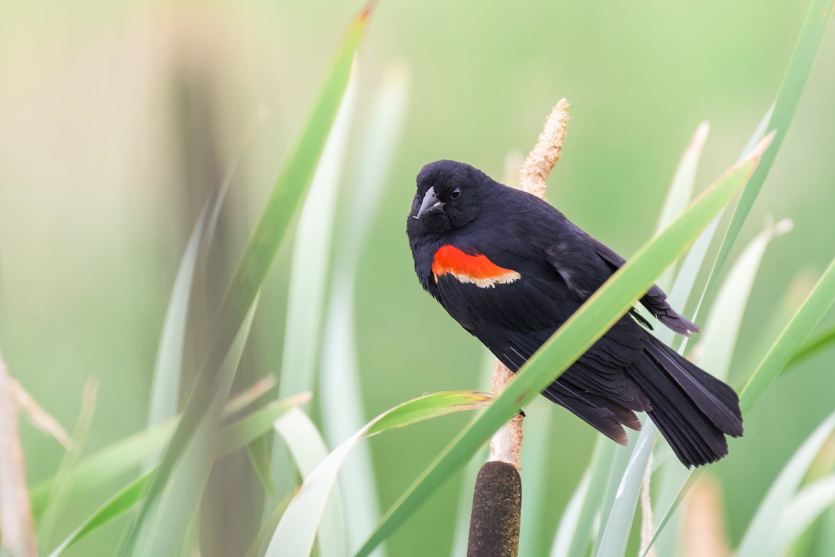 ハゴロモガラス - ML621179854