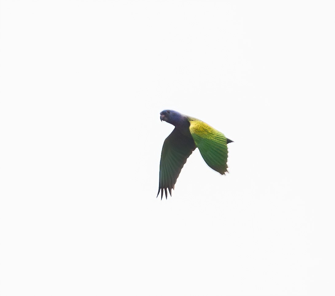 Blue-headed Parrot (Blue-headed) - ML621179872