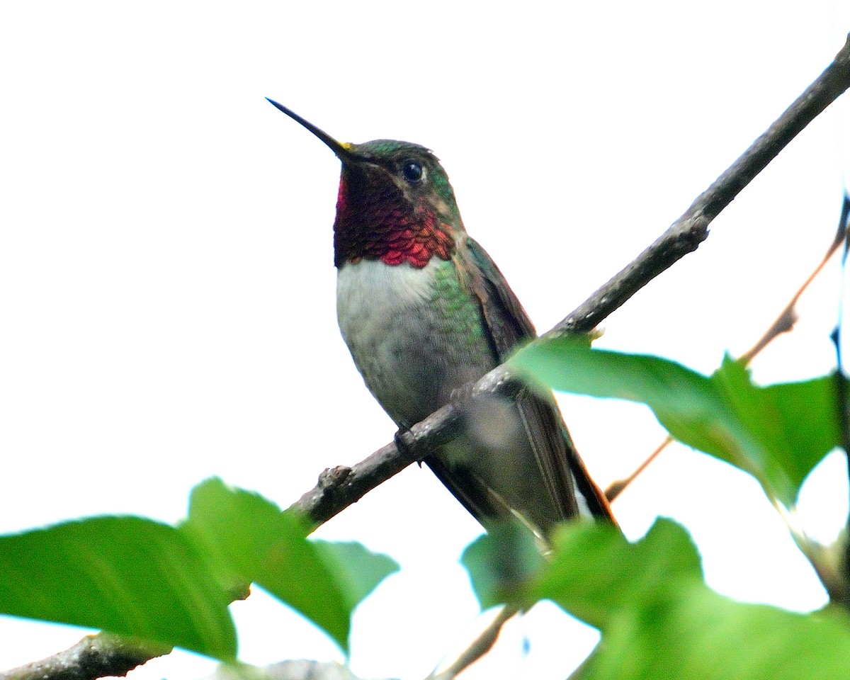 Broad-tailed Hummingbird - ML621179874
