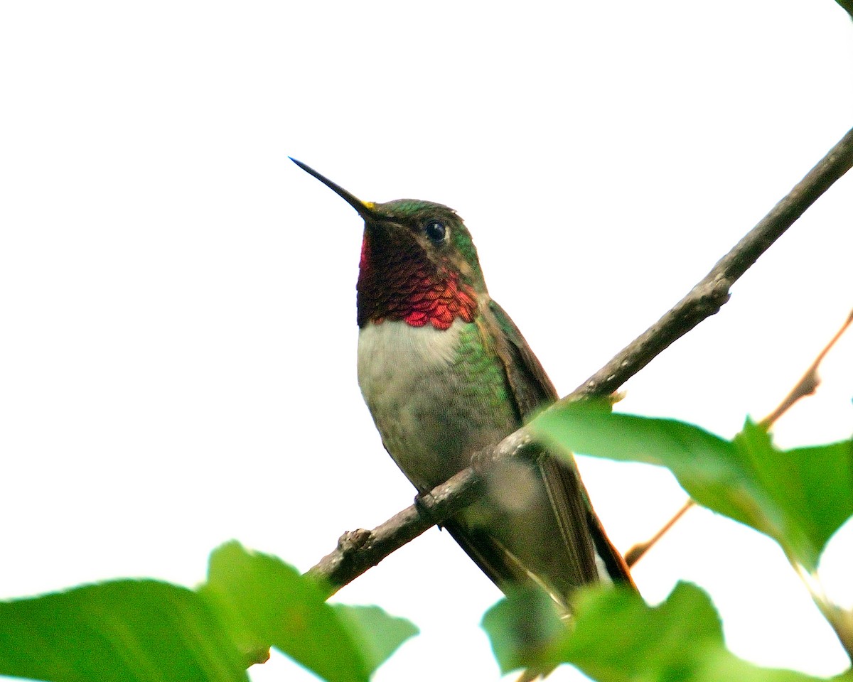 Broad-tailed Hummingbird - ML621179875