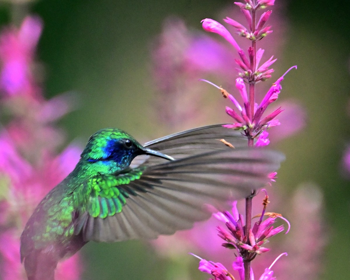 kolibřík zelený - ML621179905