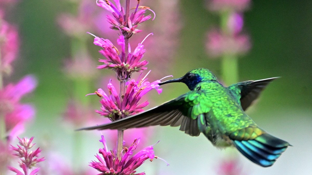 kolibřík zelený - ML621179907
