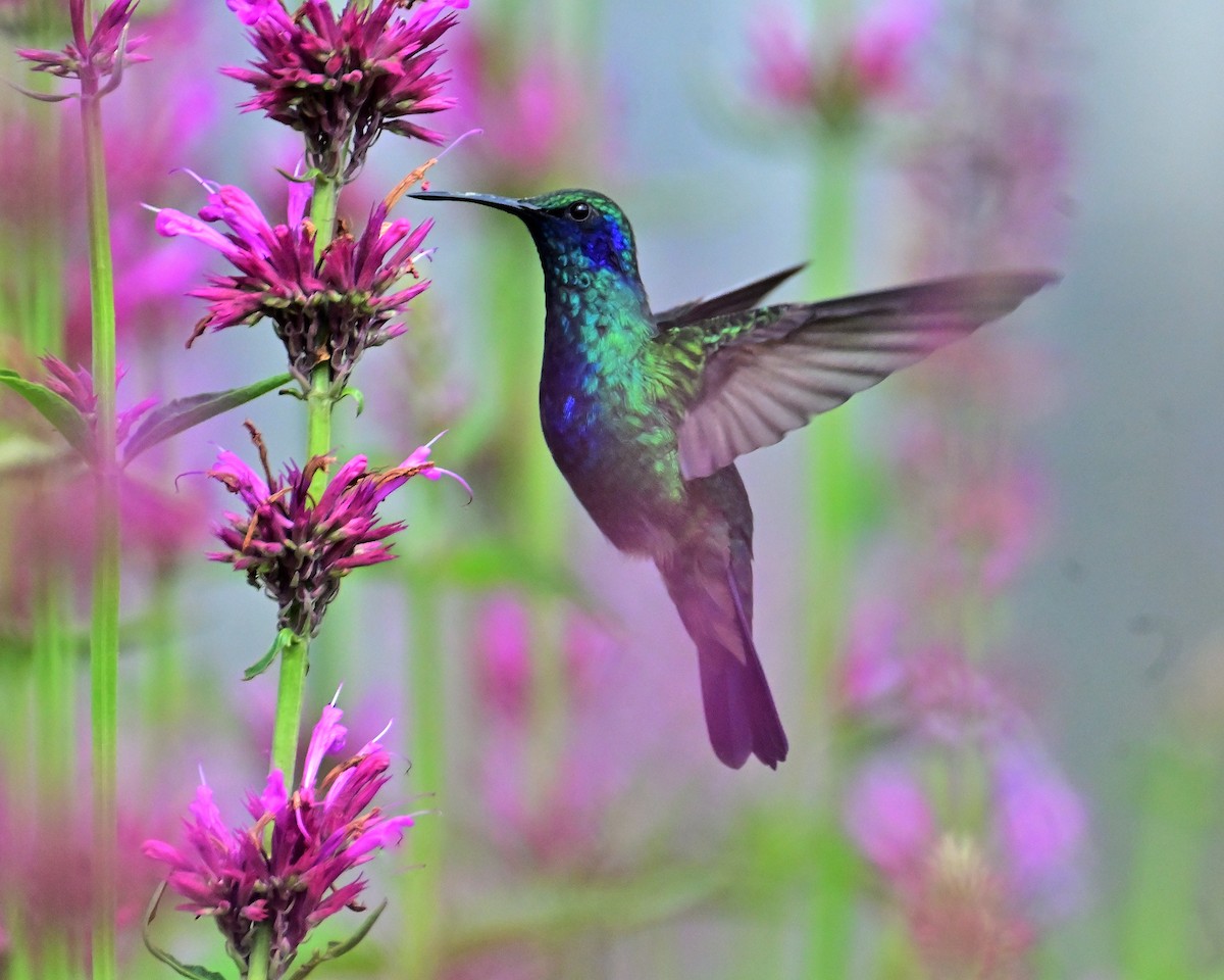 kolibřík zelený - ML621179912