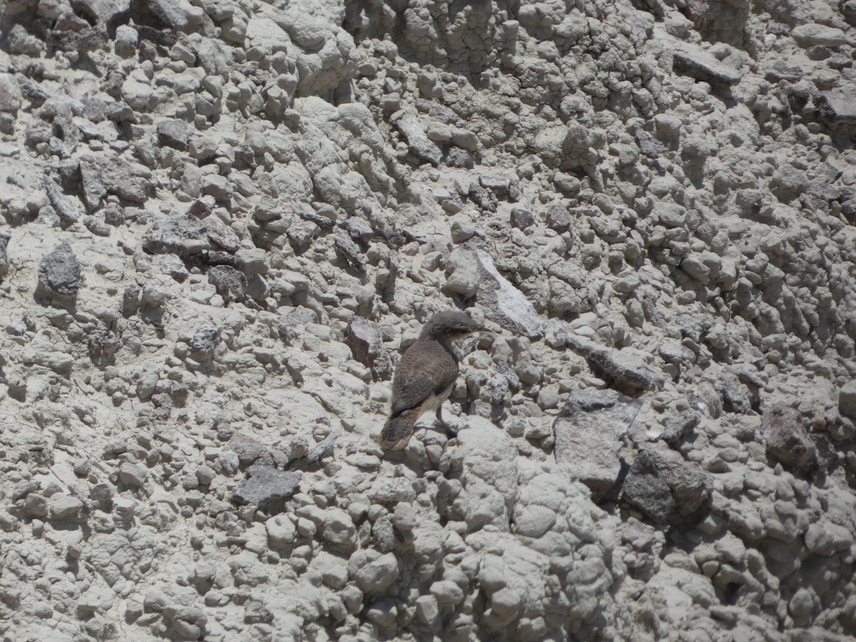 Kaya Çıtkuşu - ML621179952