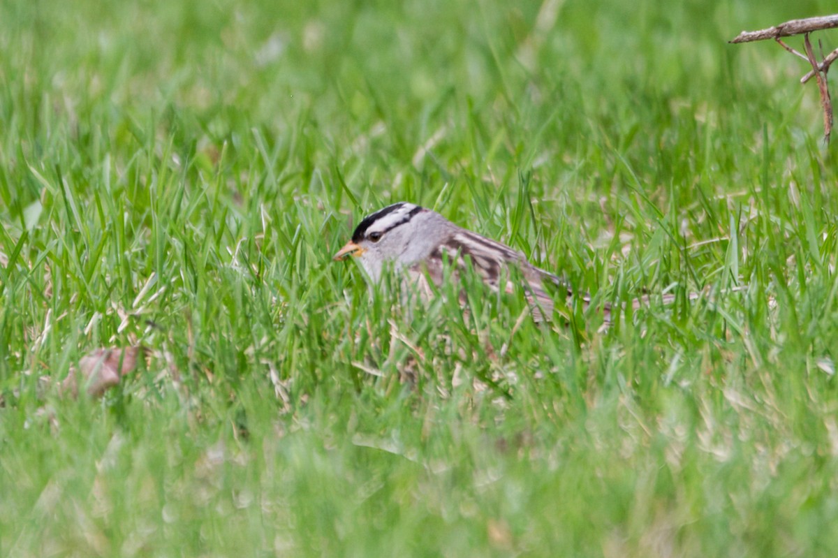 White-crowned Sparrow (Dark-lored) - ML621179960