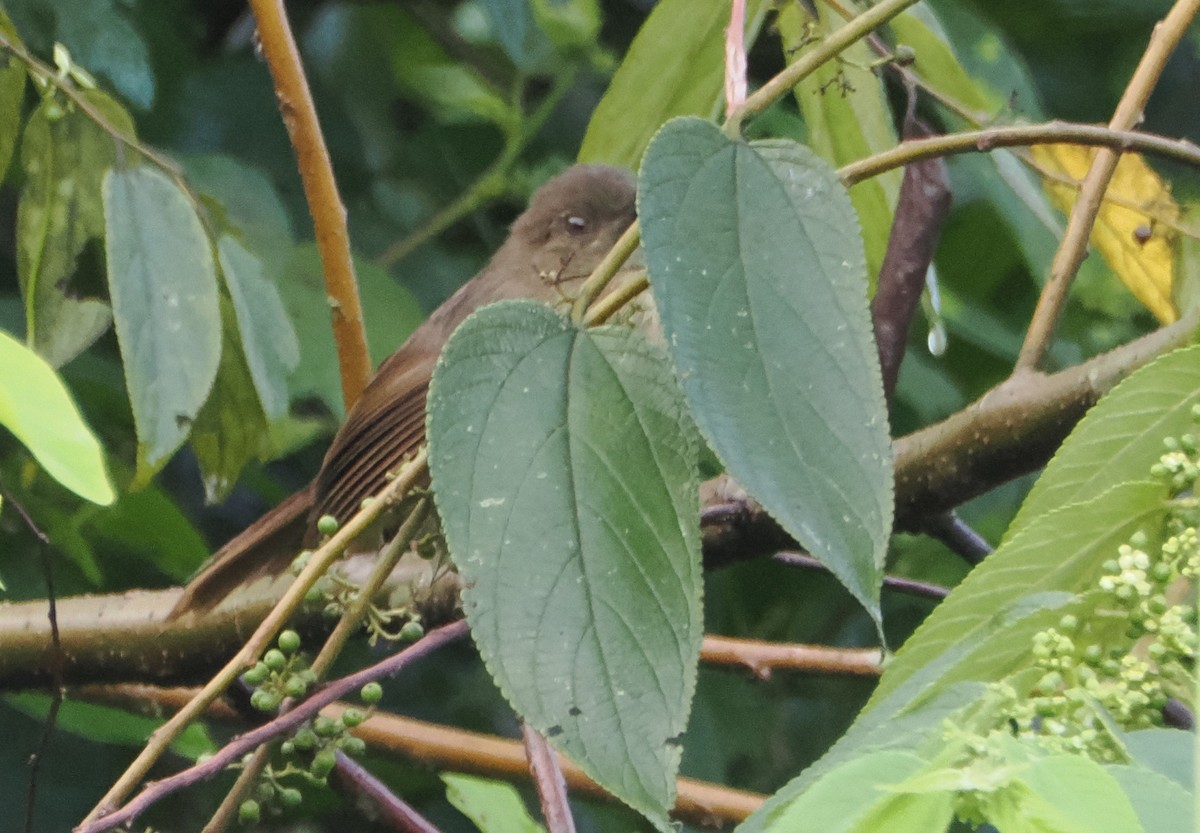 Little Greenbul - ML621179977