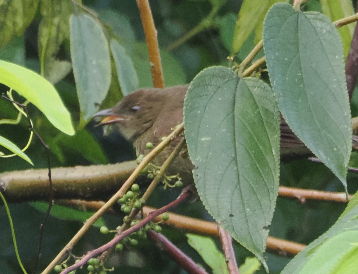 Little Greenbul - ML621179978