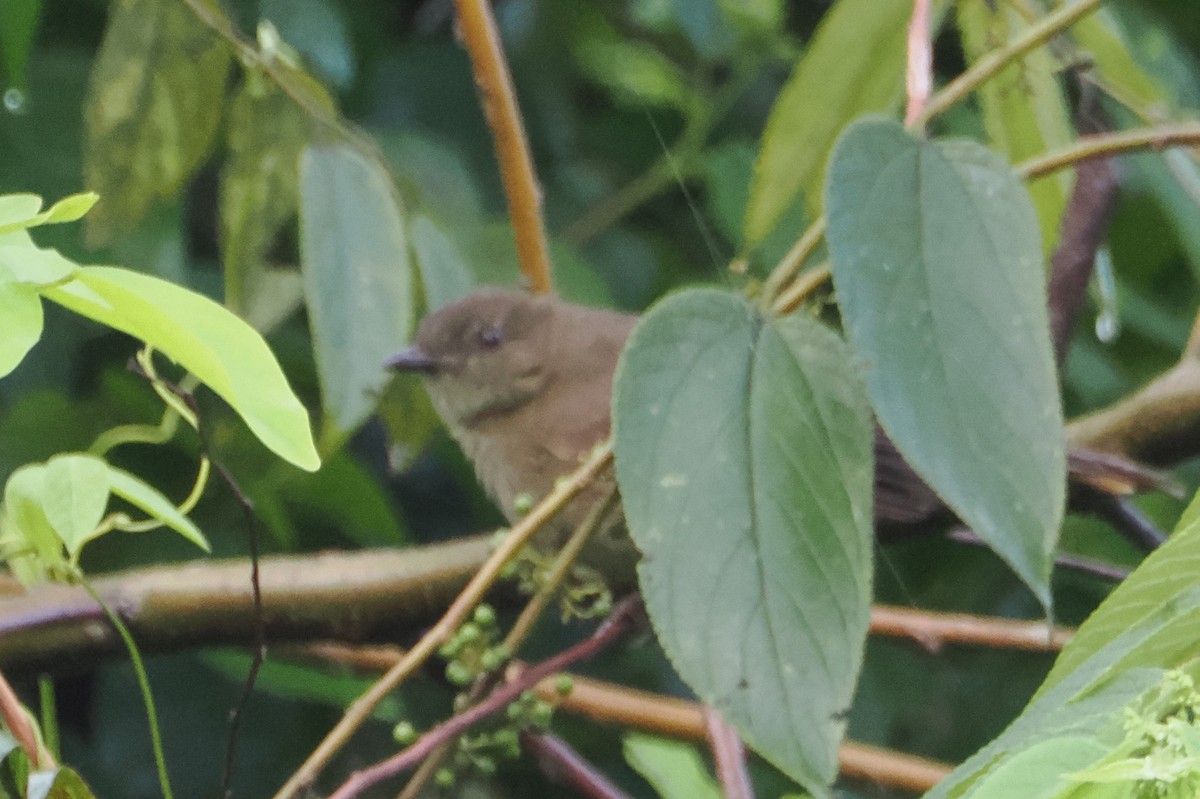 Little Greenbul - ML621179979