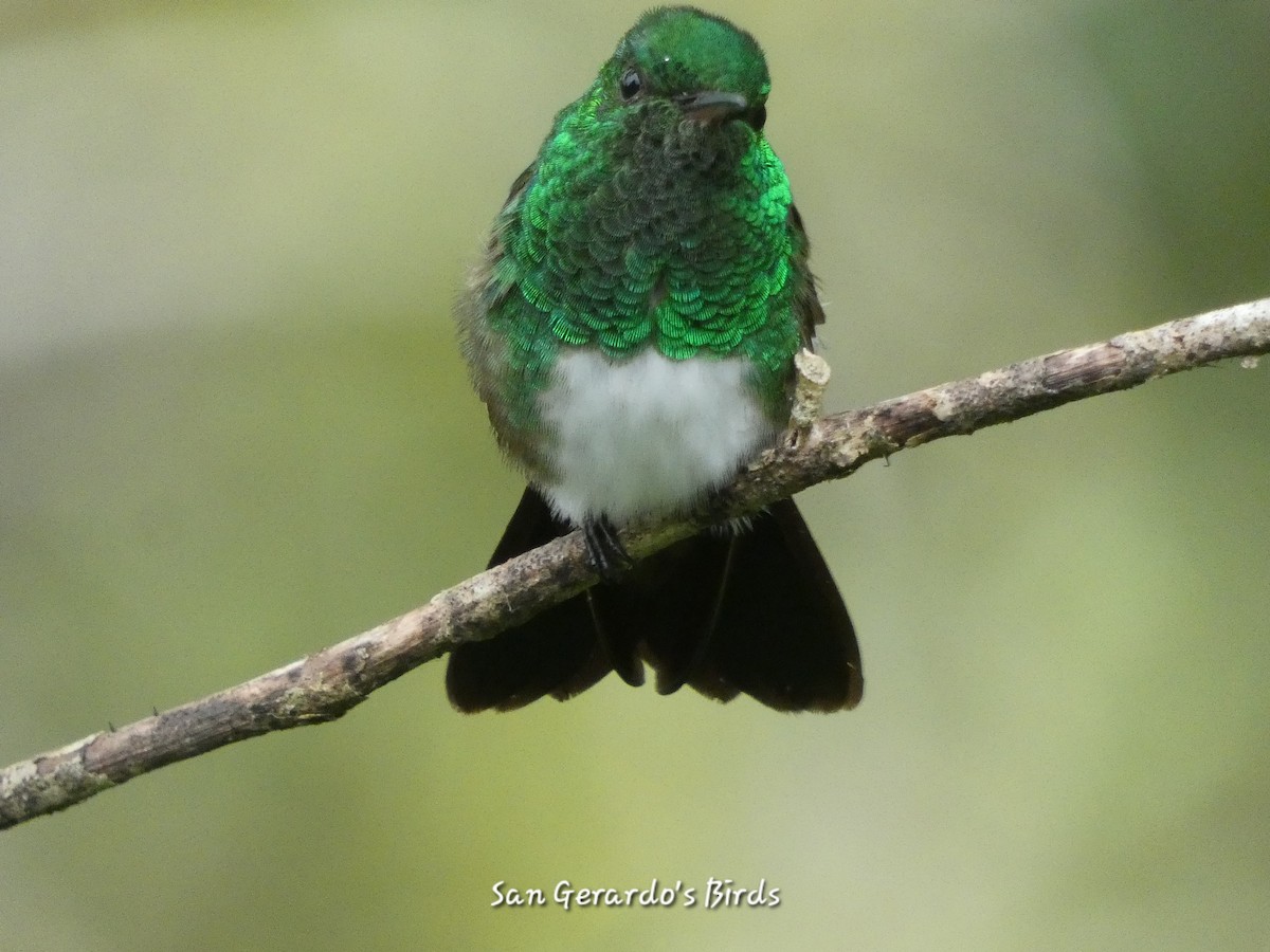 Snowy-bellied Hummingbird - ML621180023