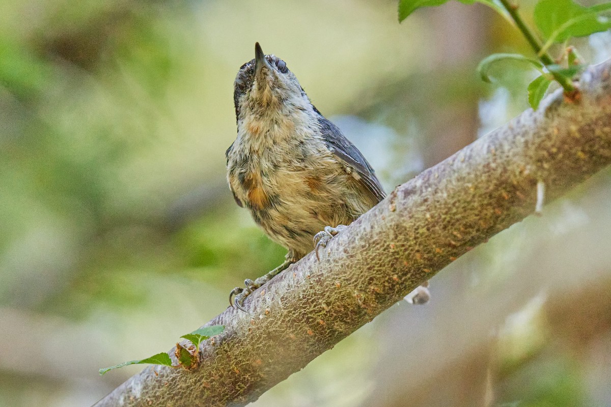 Red-breasted Nuthatch - ML621180038