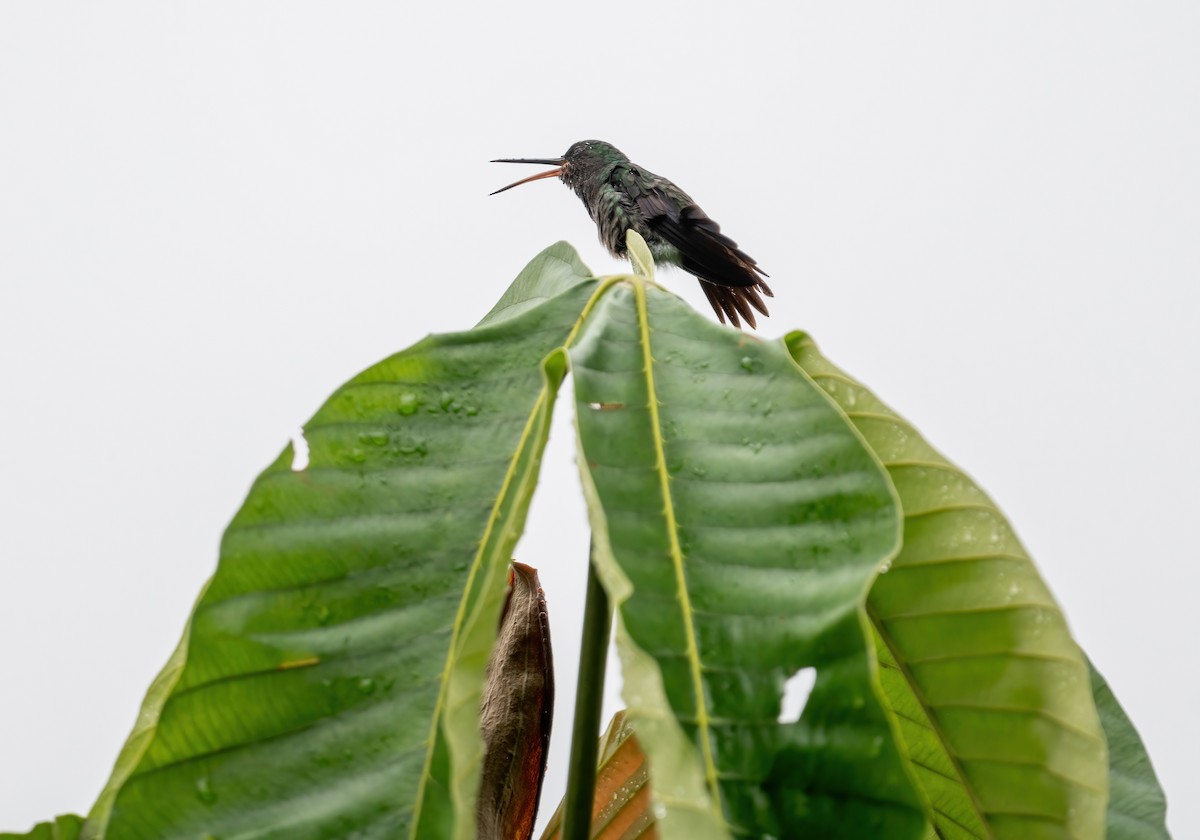 Rufous-tailed Hummingbird - ML621180041